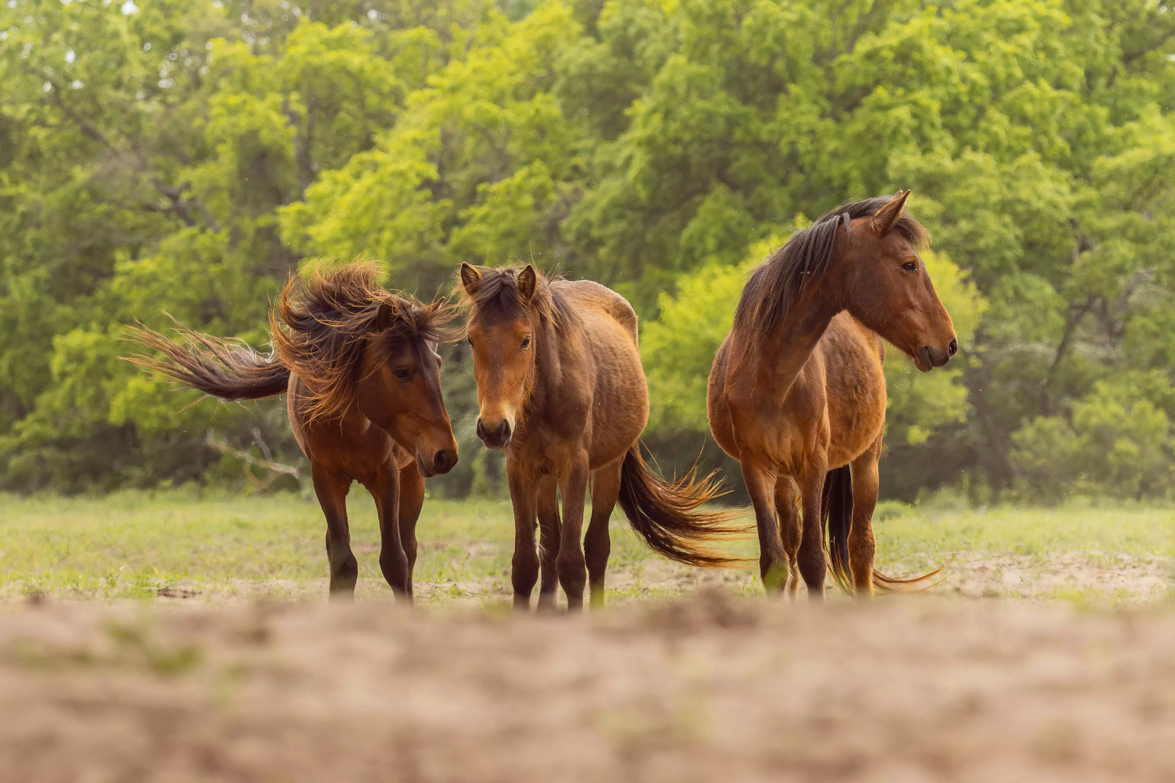 Danube Delta: Boat Tour to Letea Forest & Wild Horses