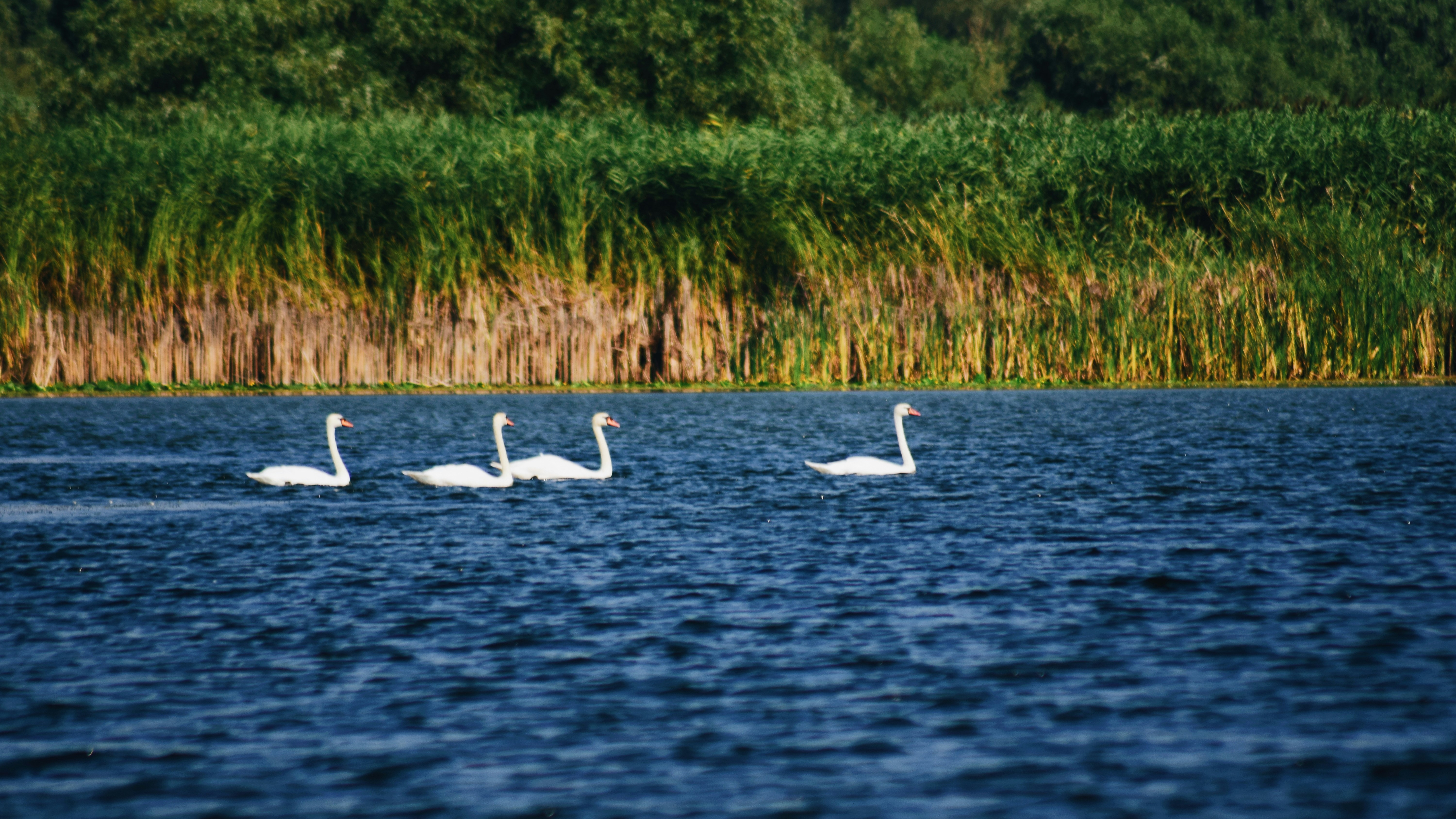 Ondas De Angelo Danube Delta Boat tours